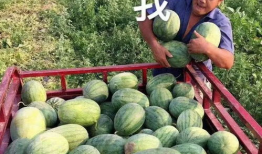 瓜地吃瓜娱乐圈,娱乐圈的甜蜜与苦涩