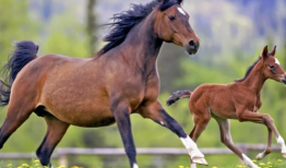 马配马视频,一场跨越时空的浪漫邂逅