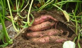 地瓜的种植方法视频,视频教程详解